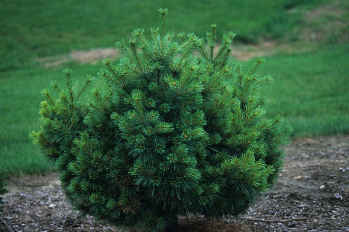  'Nana' - Pinus strobus 'Nana' from EC Browns Nursery