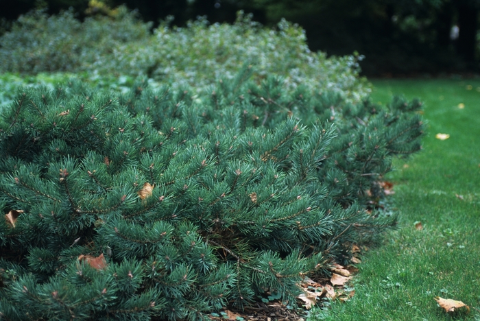 Scots Pine - Pinus sylvestris 'Albyn Prostrata' from EC Browns Nursery