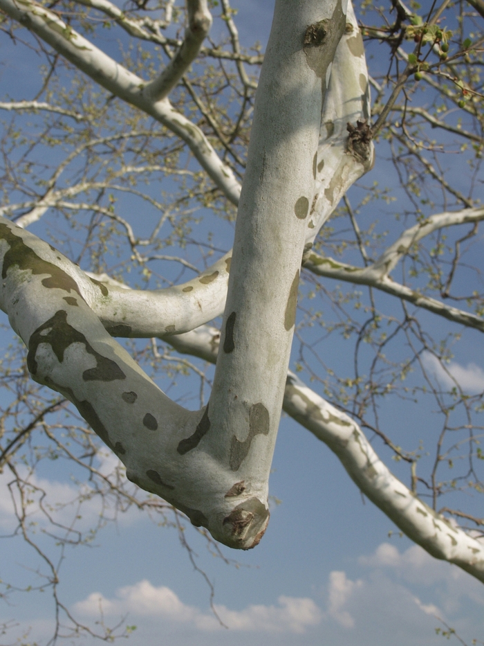 American Planetree - Platanus occidentalis from EC Browns Nursery