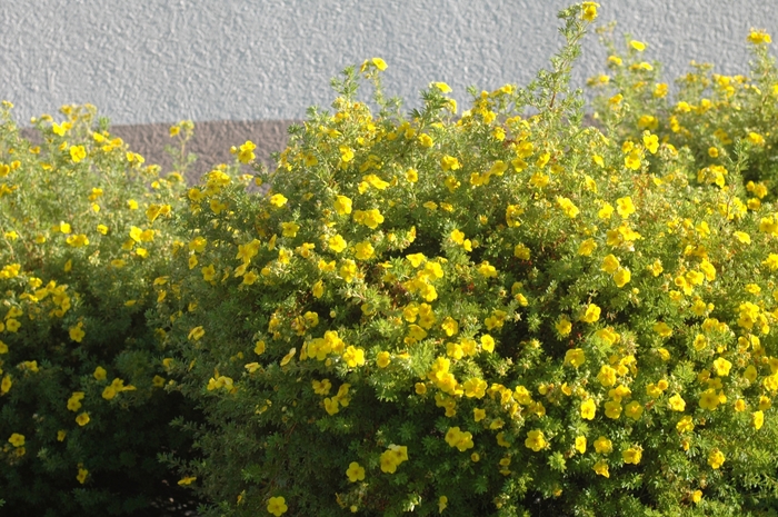 Shrubby Cinquefoil - Potentilla fruticosa from EC Browns Nursery