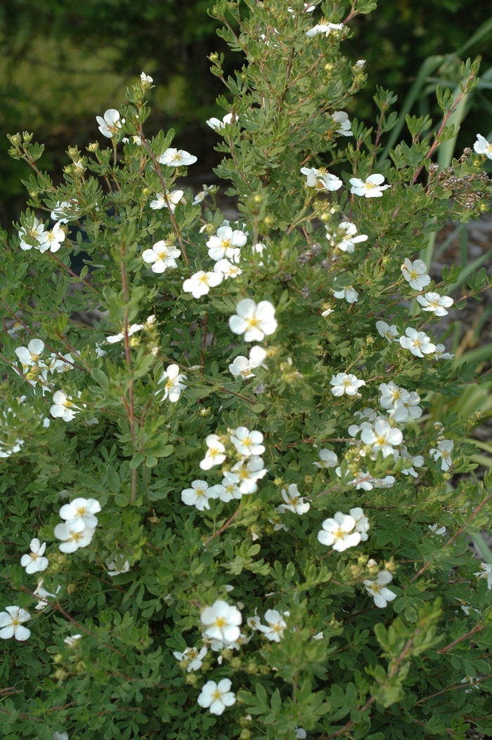 Potentilla - Potentilla fruticosa 'Abbotswood' from EC Browns Nursery
