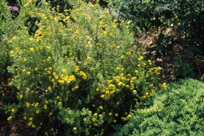 Potentilla - Potentilla fruticosa 'Gold Drop' from EC Browns Nursery