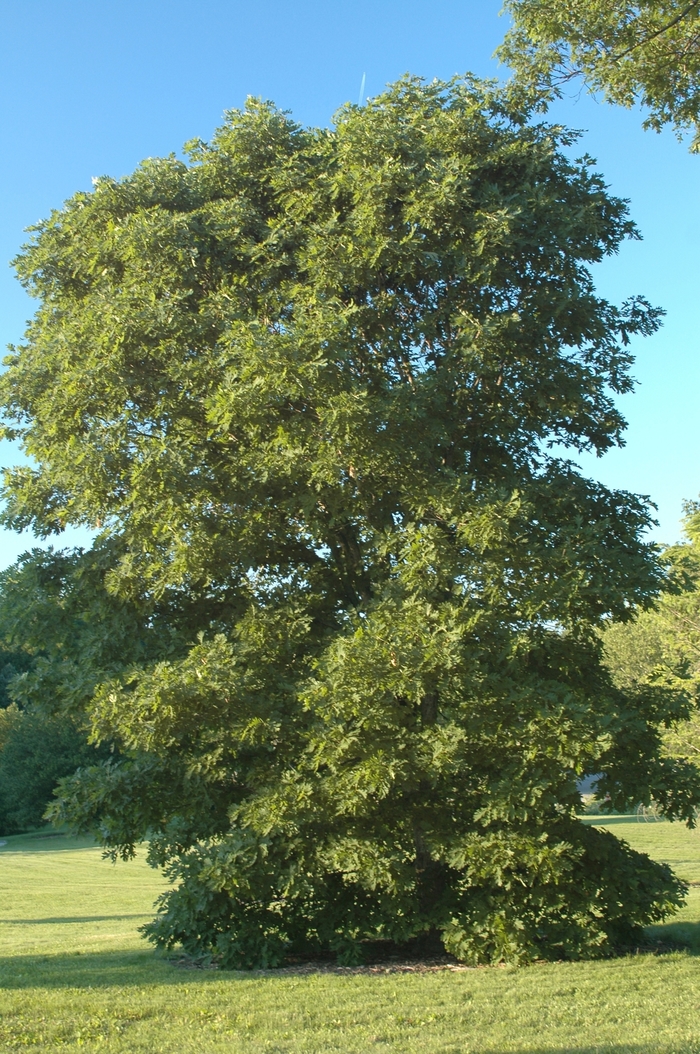 White Oak - Quercus alba from EC Browns Nursery