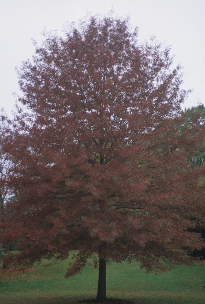 Scarlet Oak - Quercus coccinea from EC Browns Nursery