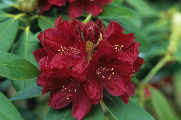  'Golden Lights' - Rhododendron hybrid from EC Browns Nursery