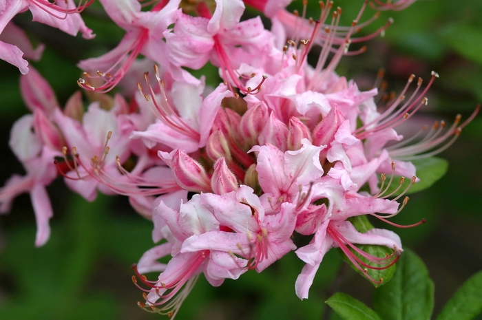 Deciduous Azalea - Azalea x 'Northern Hi-Lights' from EC Browns Nursery