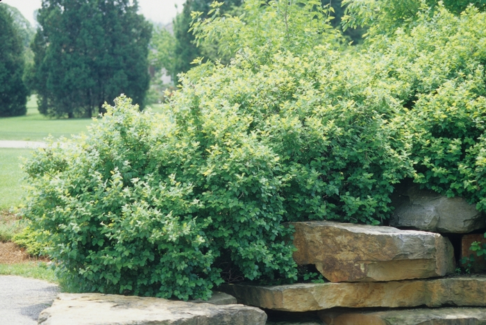 Gro Low Fragrant Sumac - Rhus aromatica 'Gro-Low' from EC Browns Nursery