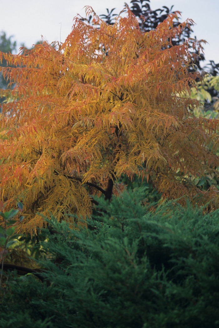 'Lacinata' - Rhus typhina from EC Browns Nursery
