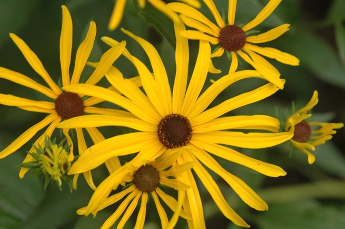 Black Eyed Susan - Rudbeckia subtomentosa from EC Browns Nursery