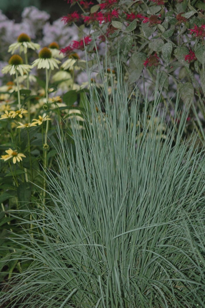'The Blues' Little Bluestem - *Schizachyrium scoparium 'The Blues' from EC Browns Nursery