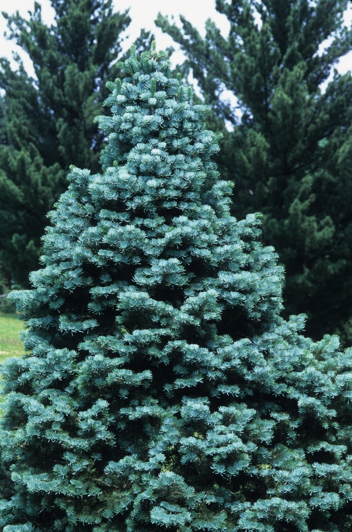Compact White Fir - Abies concolor 'Compacta' from EC Browns Nursery