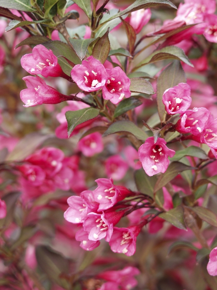 Weigela - Weigela florida 'Wine & Roses&reg;' from EC Browns Nursery