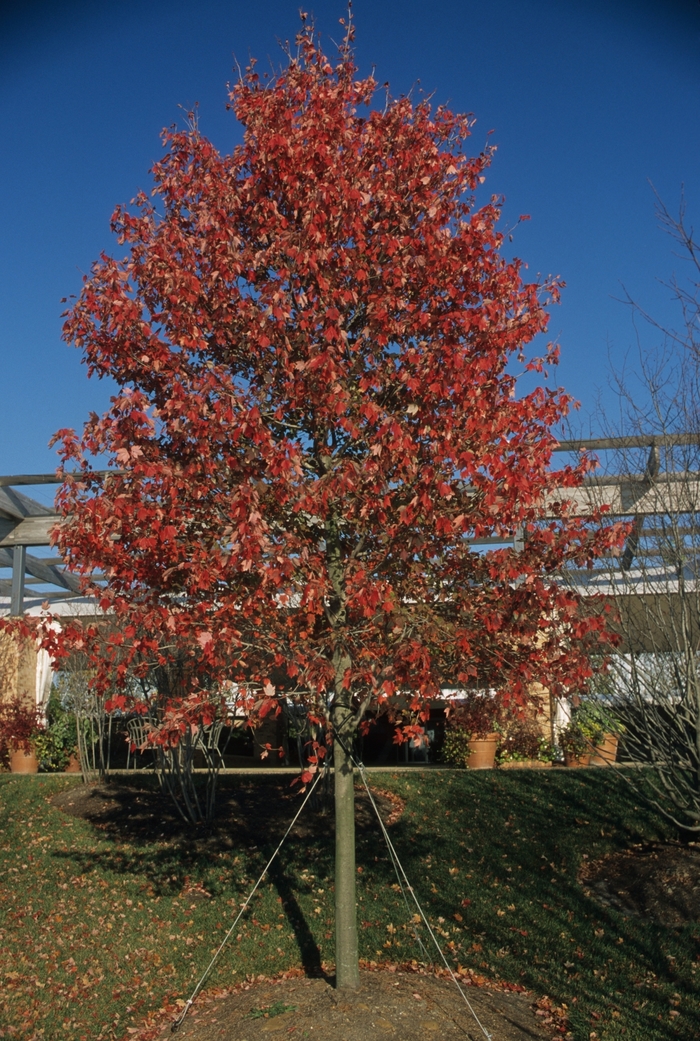 Red Sunset&reg; Red Maple - Acer rubrum 'Franksred' from EC Browns Nursery
