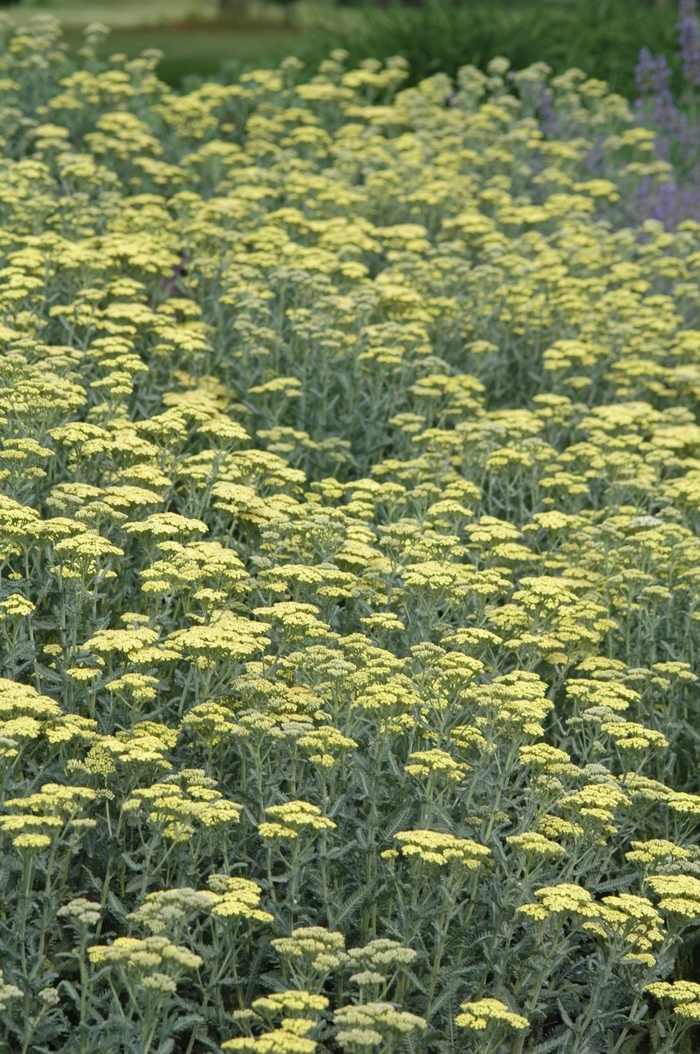 Yarrow - Achillea hybrid 'Anthea' from EC Browns Nursery