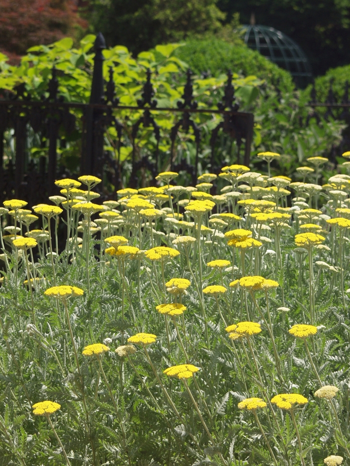 Yarrow - Achillea hybrid 'Coronation Gold' from EC Browns Nursery