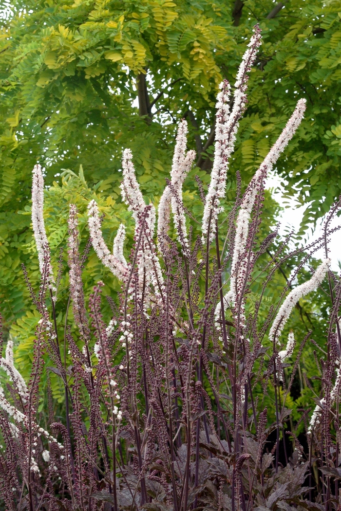 Bugbane - Actaea simplex 'Black Negligee' from EC Browns Nursery