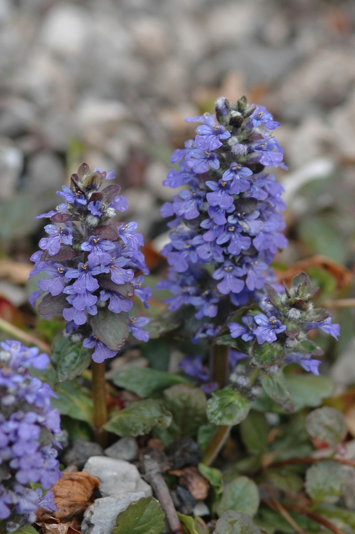 Bugleweed - Ajuga reptans 'Catlin's Giant' from EC Browns Nursery
