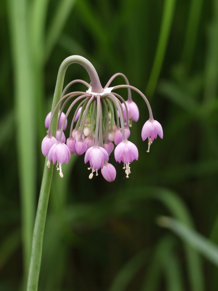 Nodding Onion - Allium cernuum from EC Browns Nursery