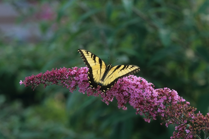 Butterfly Bush - Buddleia davidii 'Pink Delight' from EC Browns Nursery
