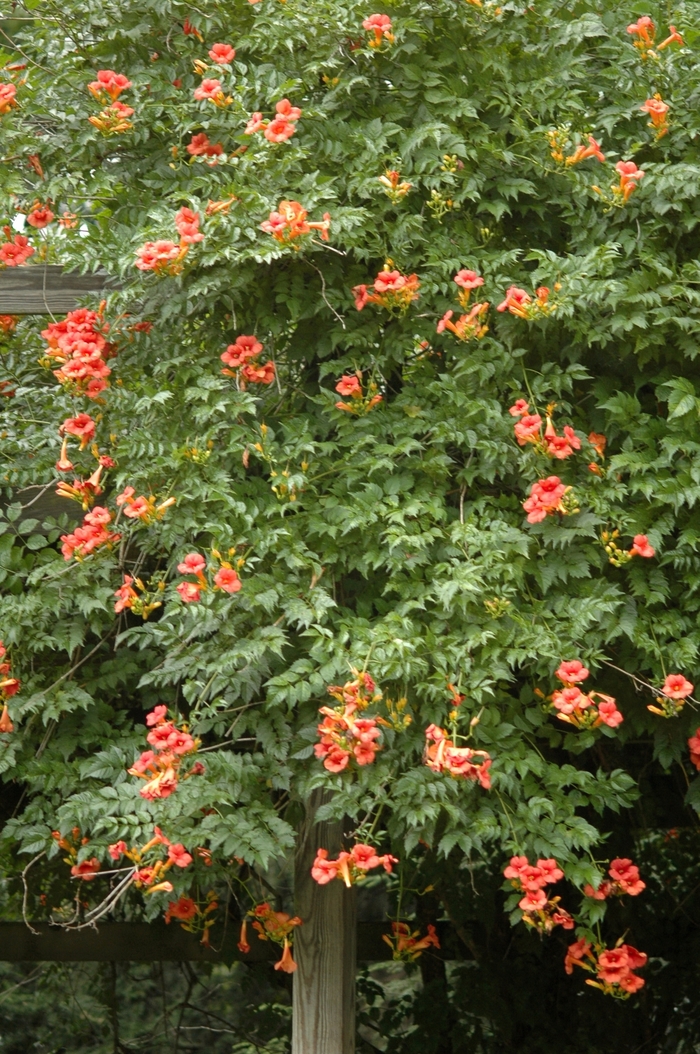 Trumpet Creeper - Campsis radicans from EC Browns Nursery