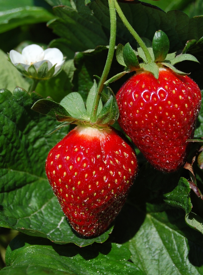 Strawberry - Fragaria x ananassa from EC Browns Nursery