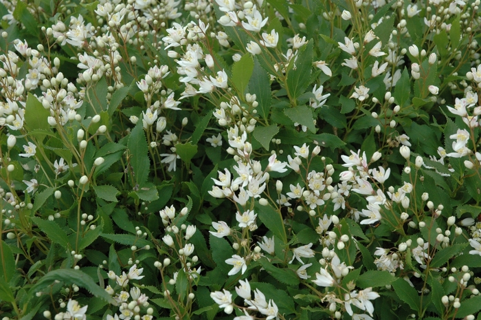 Dwarf Deutzia - Deutzia gracilis 'Nikko' from EC Browns Nursery