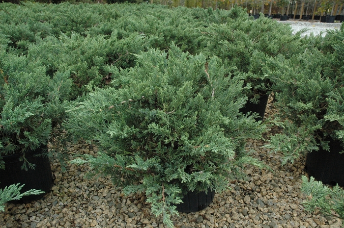 'Expansa ('Parsonii')' Parsons Juniper - Juniperus davurica from EC Browns Nursery