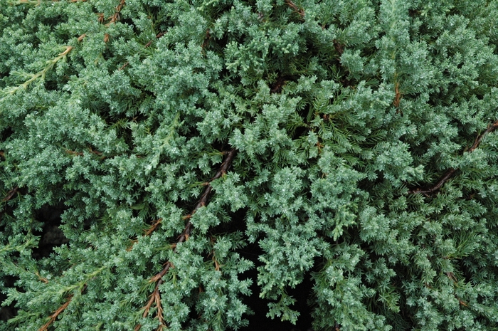 Japanese Garden Juniper - Juniperus procumbens 'Nana' from EC Browns Nursery