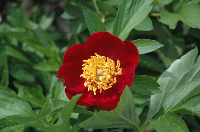 Scarlett O'Hara Peony - Paeonia lactiflora 'Scarlett O'Hara' from EC Browns Nursery