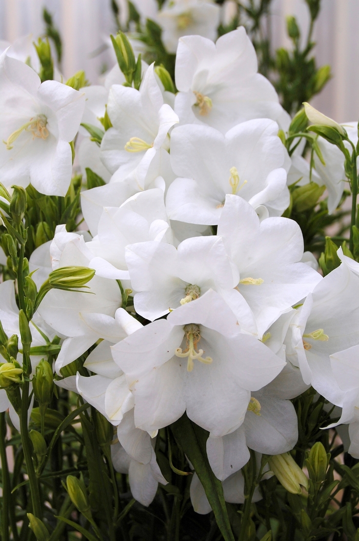 White Bellflower - Campanula persicifolia 'Takion &trade; White' from EC Browns Nursery