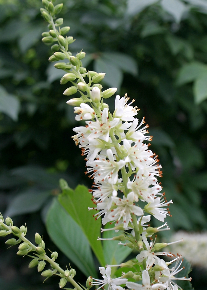 Sugartina&reg; 'Crystalina' - Clethra alnifolia (Summersweet) from EC Browns Nursery