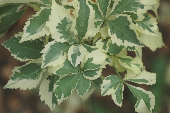 Variegated Fiveleaf Aralia - Eleutherococcus seiboldianus 'Variegatus' from EC Browns Nursery