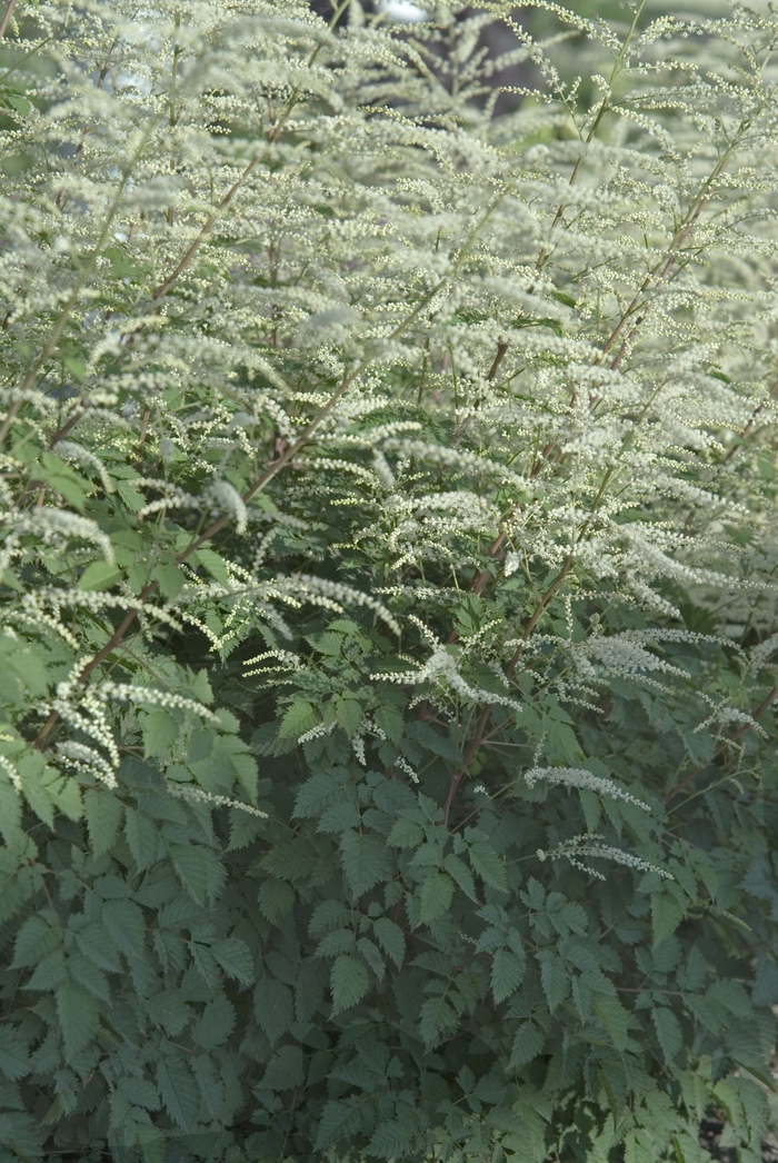 Dwarf Goat's Beard - Aruncus 'Misty Lace' from EC Browns Nursery