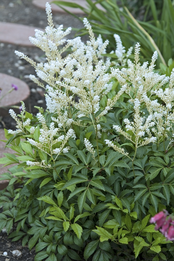 Deutschland False Spirea - Astilbe rhizomatous 'Deutschland' (False Spirea) from EC Browns Nursery