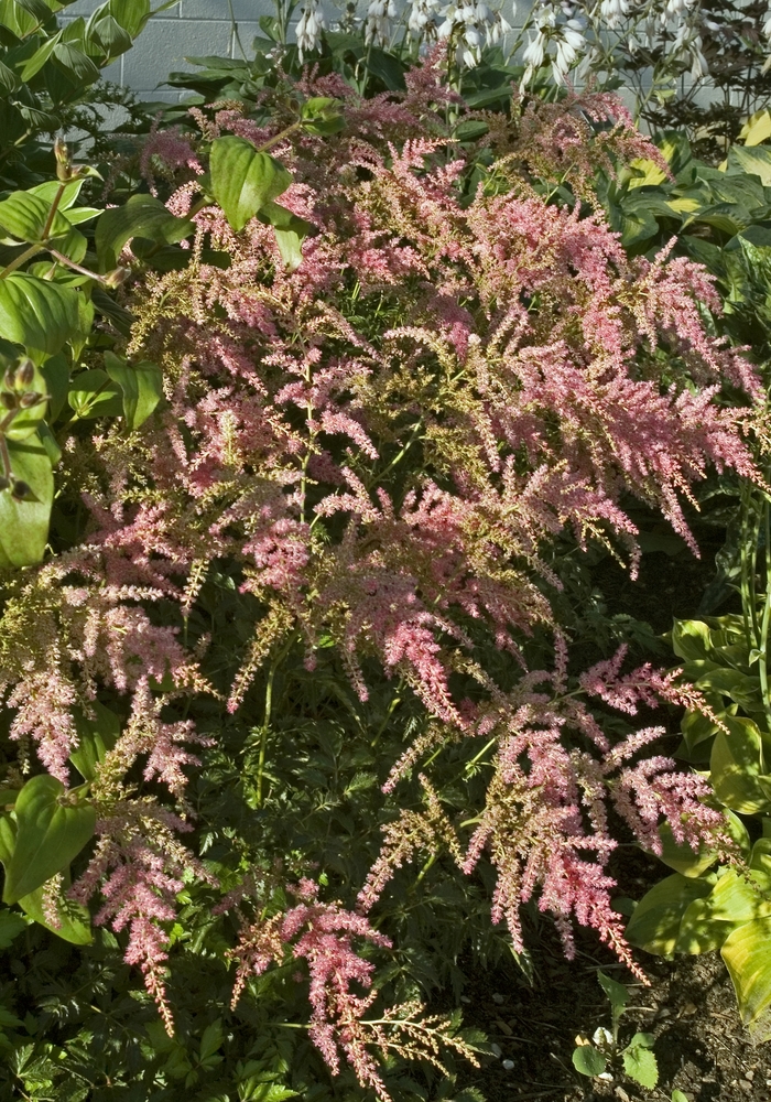 False Spiraea - Astilbe 'Jacqueline' from EC Browns Nursery