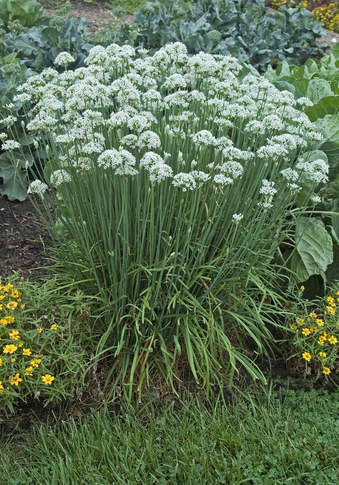 Chives, Garlic - Allium tuberosum from EC Browns Nursery