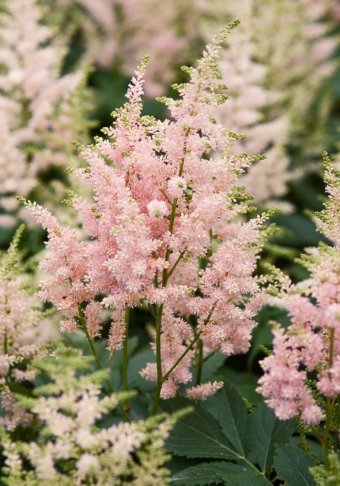 False Spirea - Astilbe arendsii 'Erica' from EC Browns Nursery