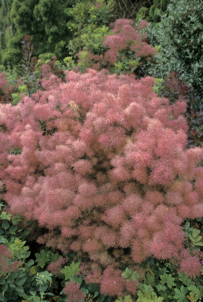Smoke Bush, Venitian Sumac - Cotinus coggygria from EC Browns Nursery