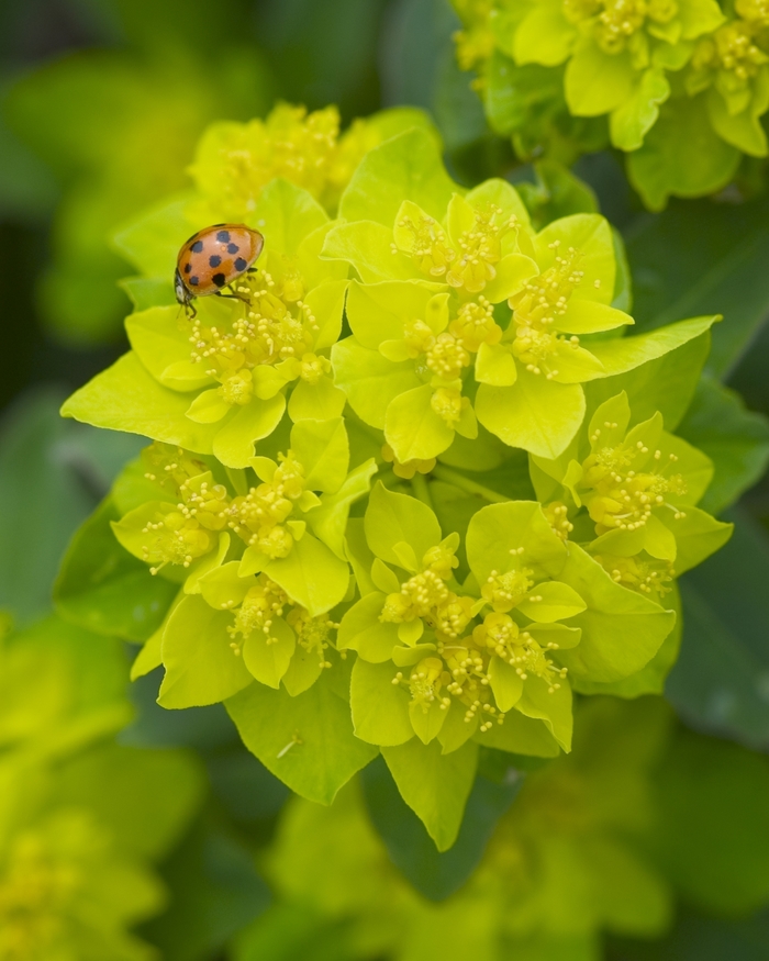 Cushion Spurge - Euphorbia polychroma from EC Browns Nursery