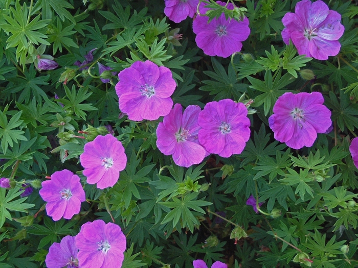 Cranesbill - Geranium sanguineum 'New Hampshire' from EC Browns Nursery