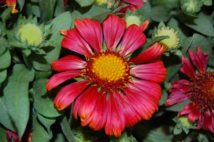 Arizona Red Shades Blanket Flower - Gaillardia 'Arizona Red Shades' (Blanket Flower) from EC Browns Nursery
