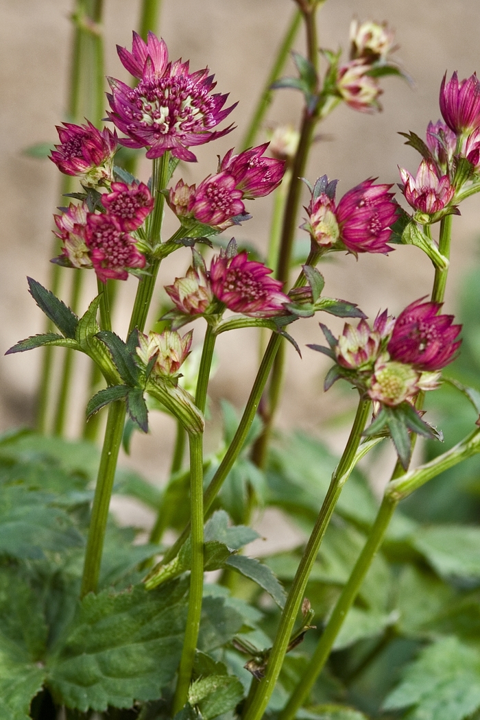 Masterwort - Astrantia major 'Abbey Road' from EC Browns Nursery