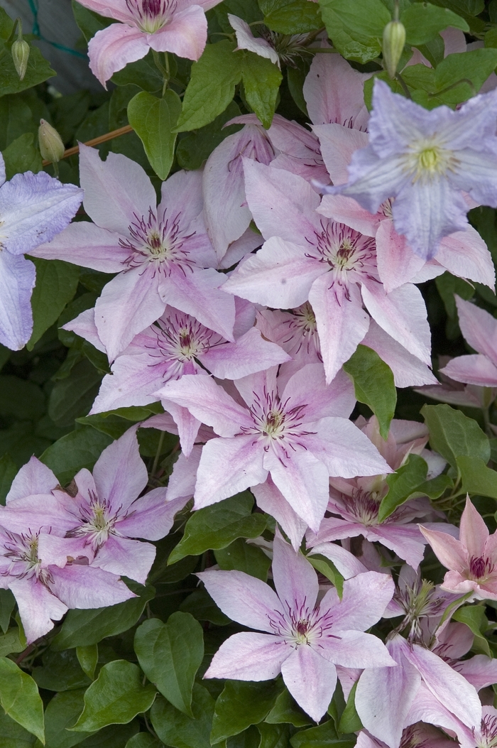 Clematis - Clematis 'Pink Fantasy' from EC Browns Nursery