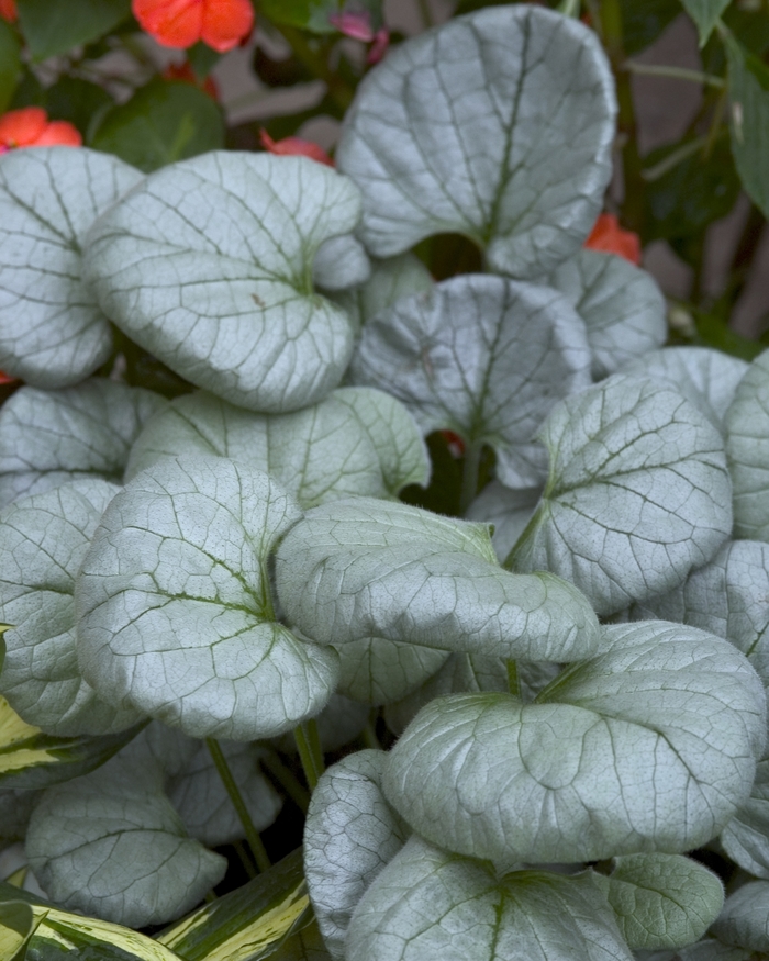 Siberian Bugloss - Brunnera macrophylla 'Looking Glass' from EC Browns Nursery