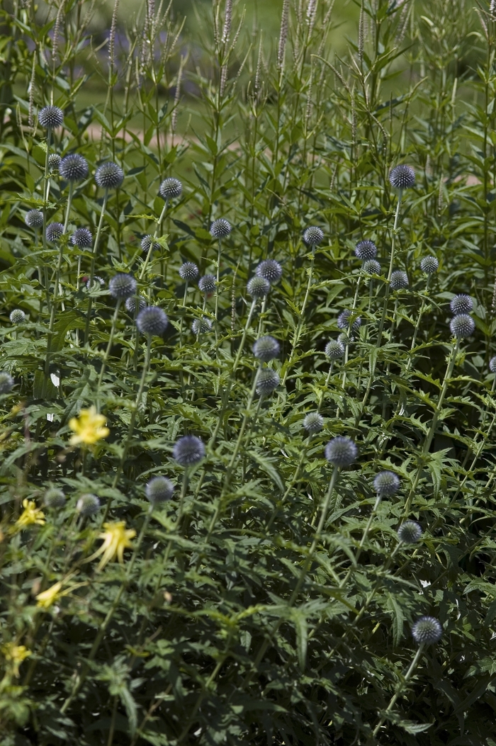 Globe Thistle - Echinops ritro from EC Browns Nursery