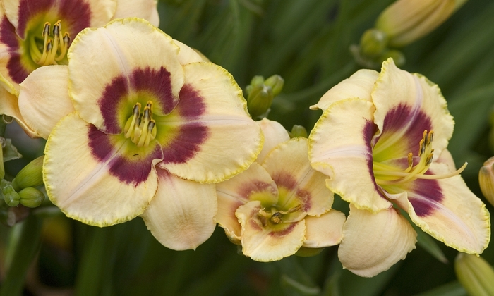 Daylily-Designer - Hemerocallis ''Custard Candy'' from EC Browns Nursery