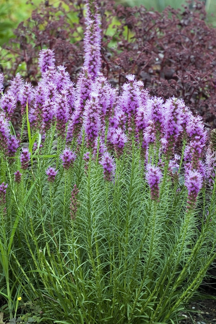Gayfeather - Liatris spicata 'Floristan Violet' from EC Browns Nursery
