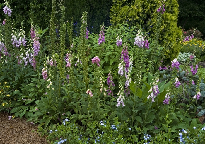 Foxglove - DIGITALIS purpurea from EC Browns Nursery