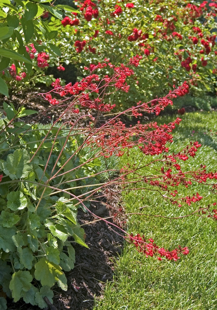 Coral Bells - Heuchera sanguinea from EC Browns Nursery