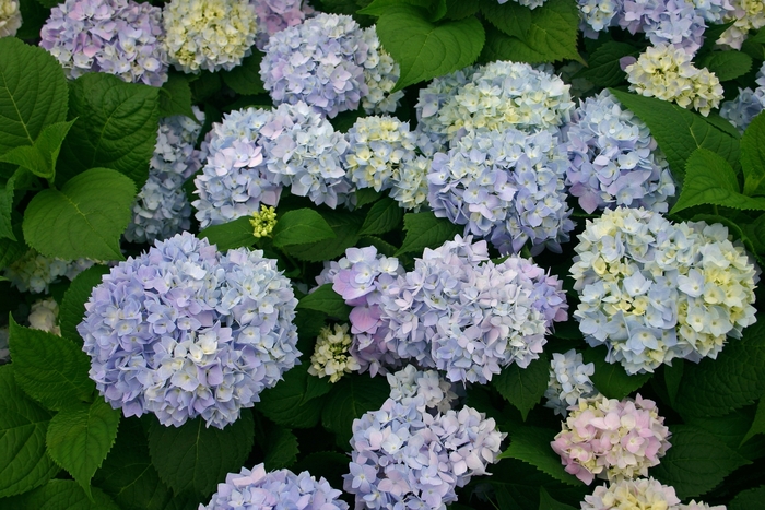 The Original Bigleaf Hydrangea - Hydrangea macrophylla 'Bailmer' from EC Browns Nursery
